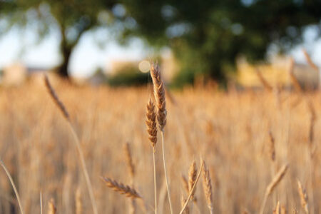 Hayden Flour Mills Helps Restore ‘White Sonora’ Wheat to the Desert Southwest Image